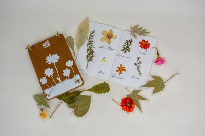 presse, cahier de l'herbier et autre plantes séchées et plastifiées à présenter sous vitrine