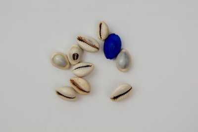 10 cauris à présenter sous vitrine