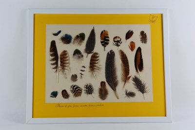 Cadre de plumes de Martine Bourre