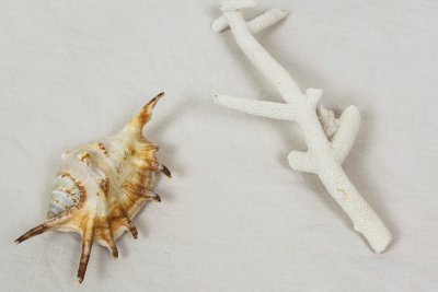Corail blanc et coquillage marbr&eacute; marron faisant partie du tr&eacute;sor. Dimensions(25x10 cm) et (14x7 cm).