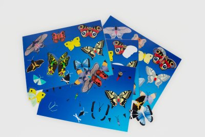 Jeux des papillons 4 feuilles supports et leurs papillons plastifiés à replacer