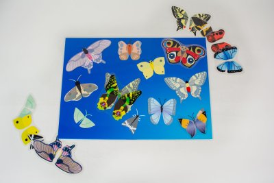 Jeux des papillons plastifiés à replacer